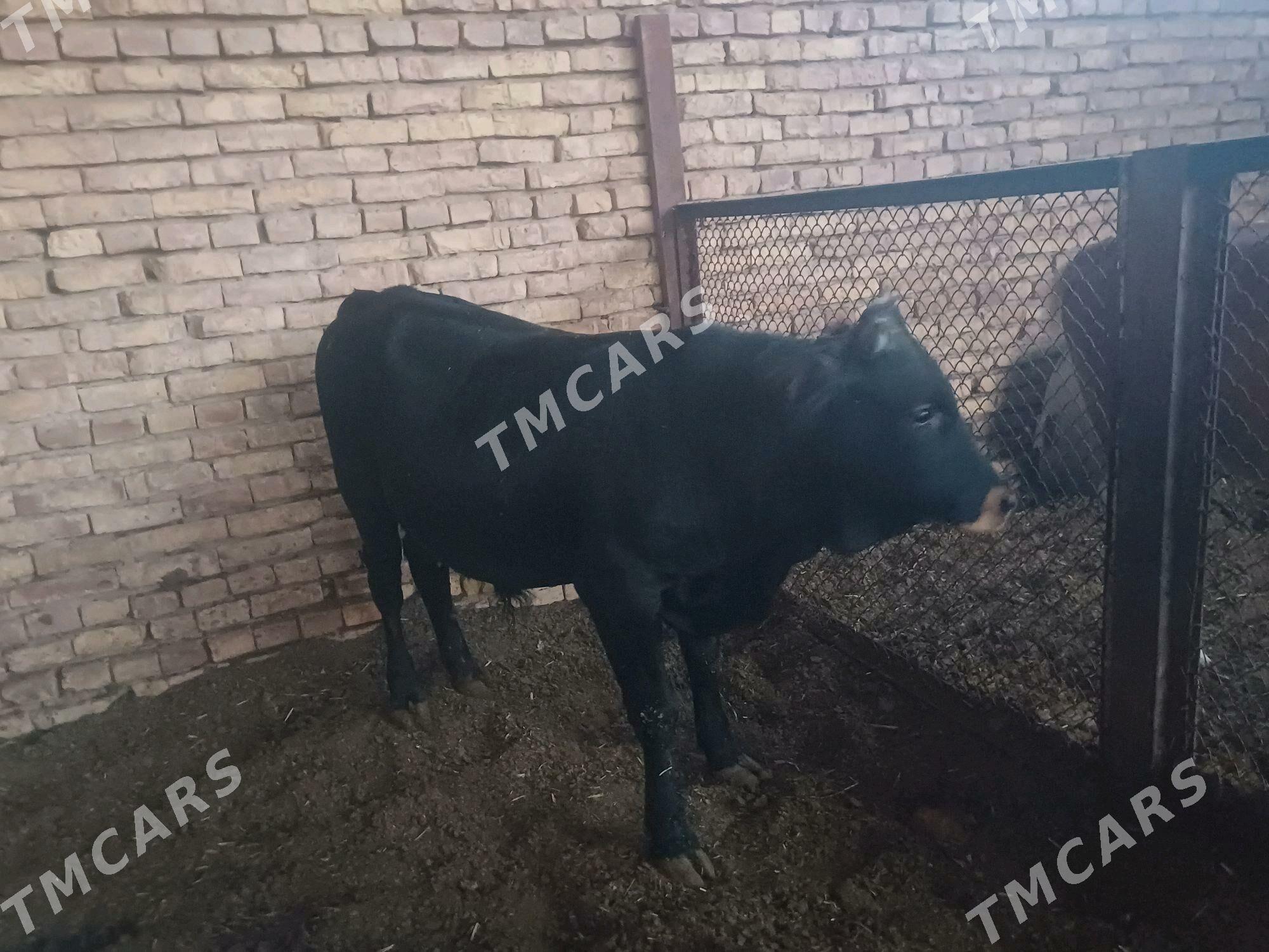 öküz we tüwe - Tejen - img 2