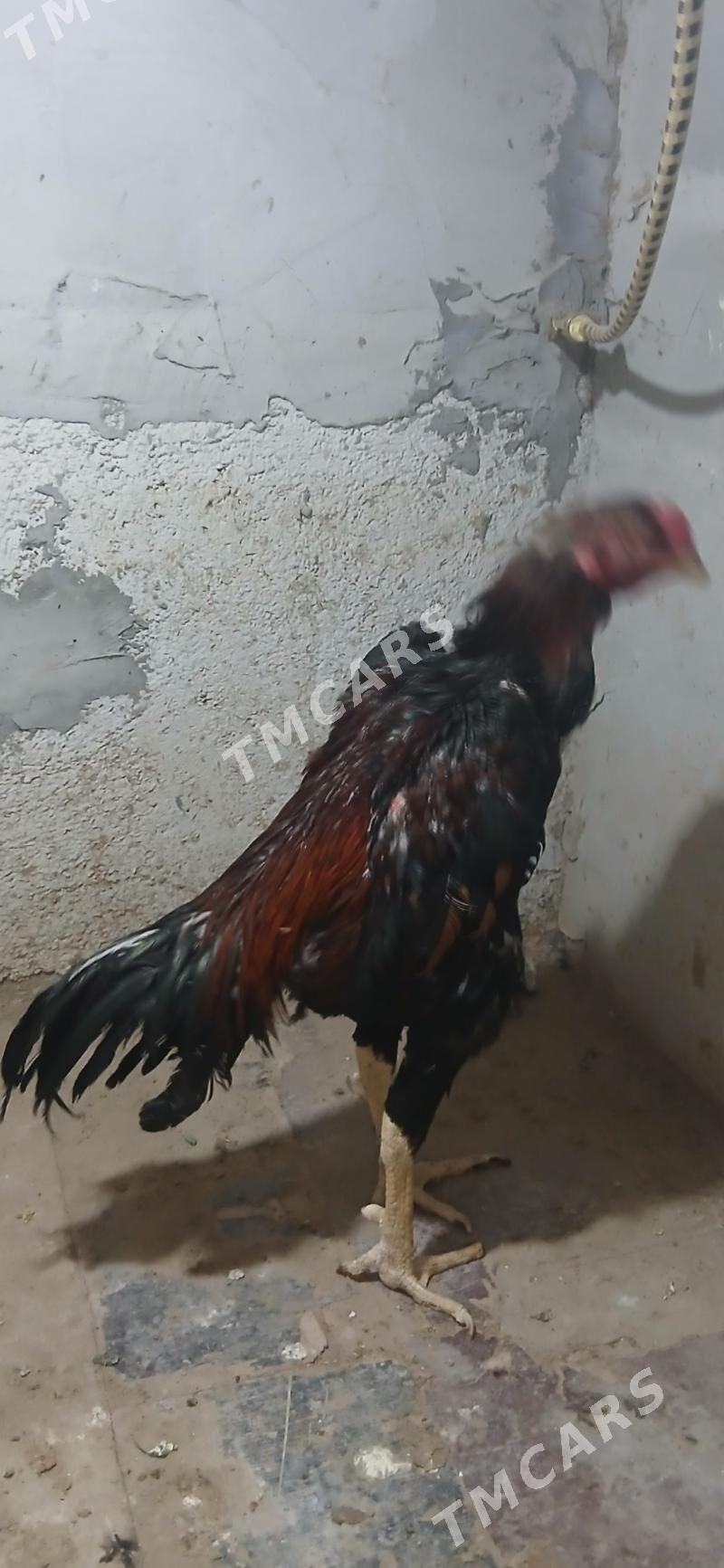 Taskent horaz - Täze zaman - img 2