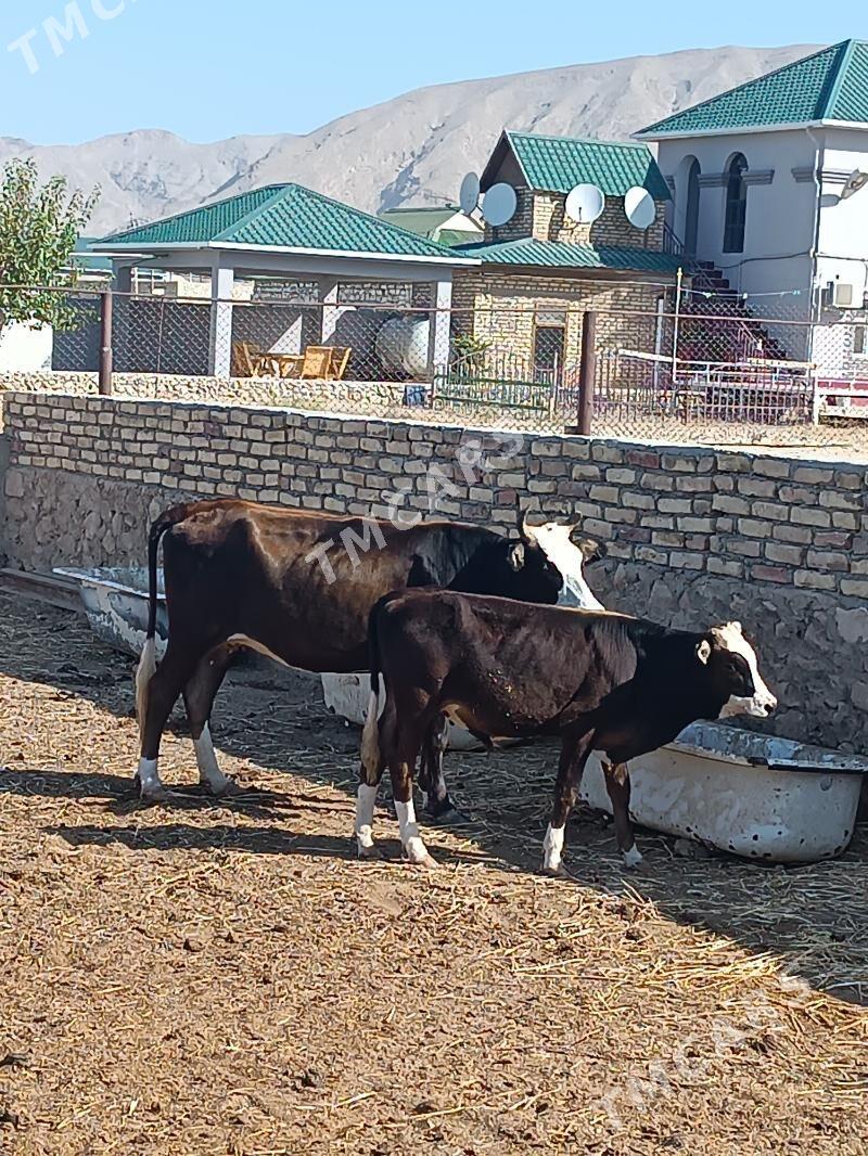 Sygyr - Balkanabat - img 1