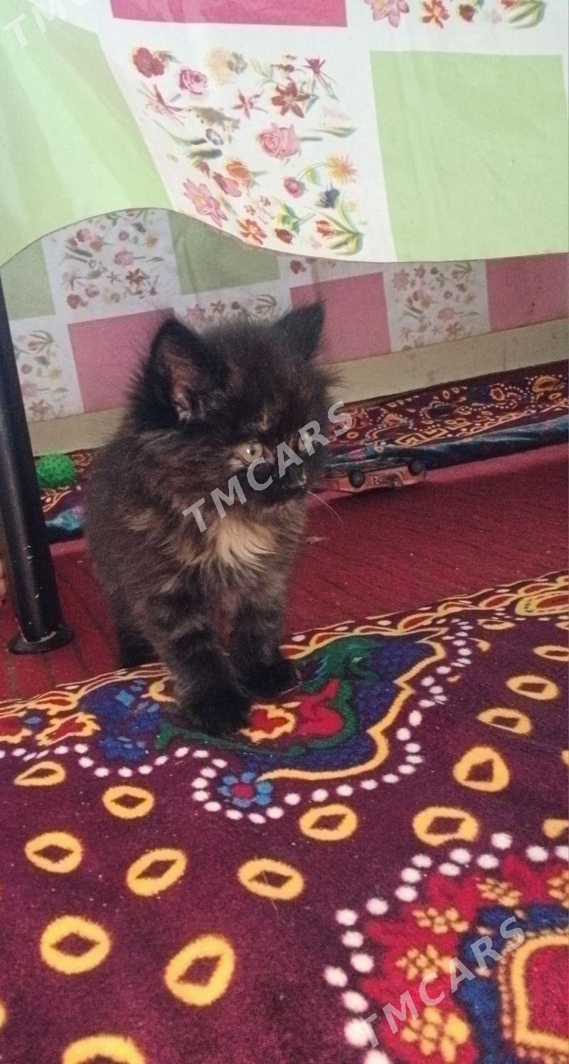 котенок - 2 mkr - img 2