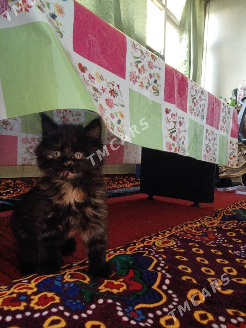 котенок - 2 mkr - img 3