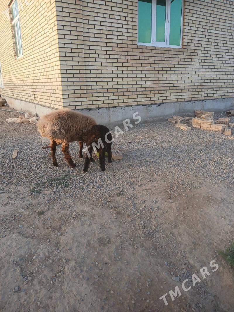 isek toklyy - Мургап - img 1