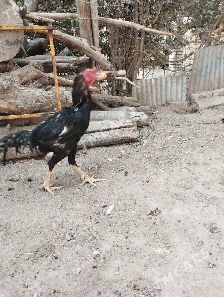 Basýsow horaz - Türkmenabat - img 2
