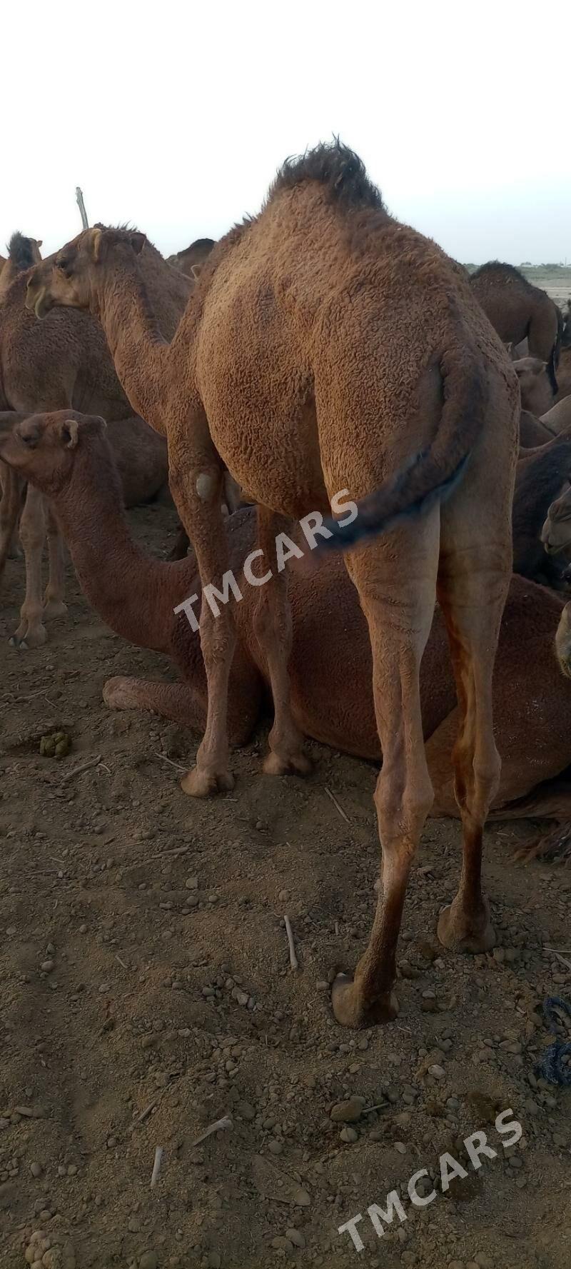 ogsuk - Кака - img 2