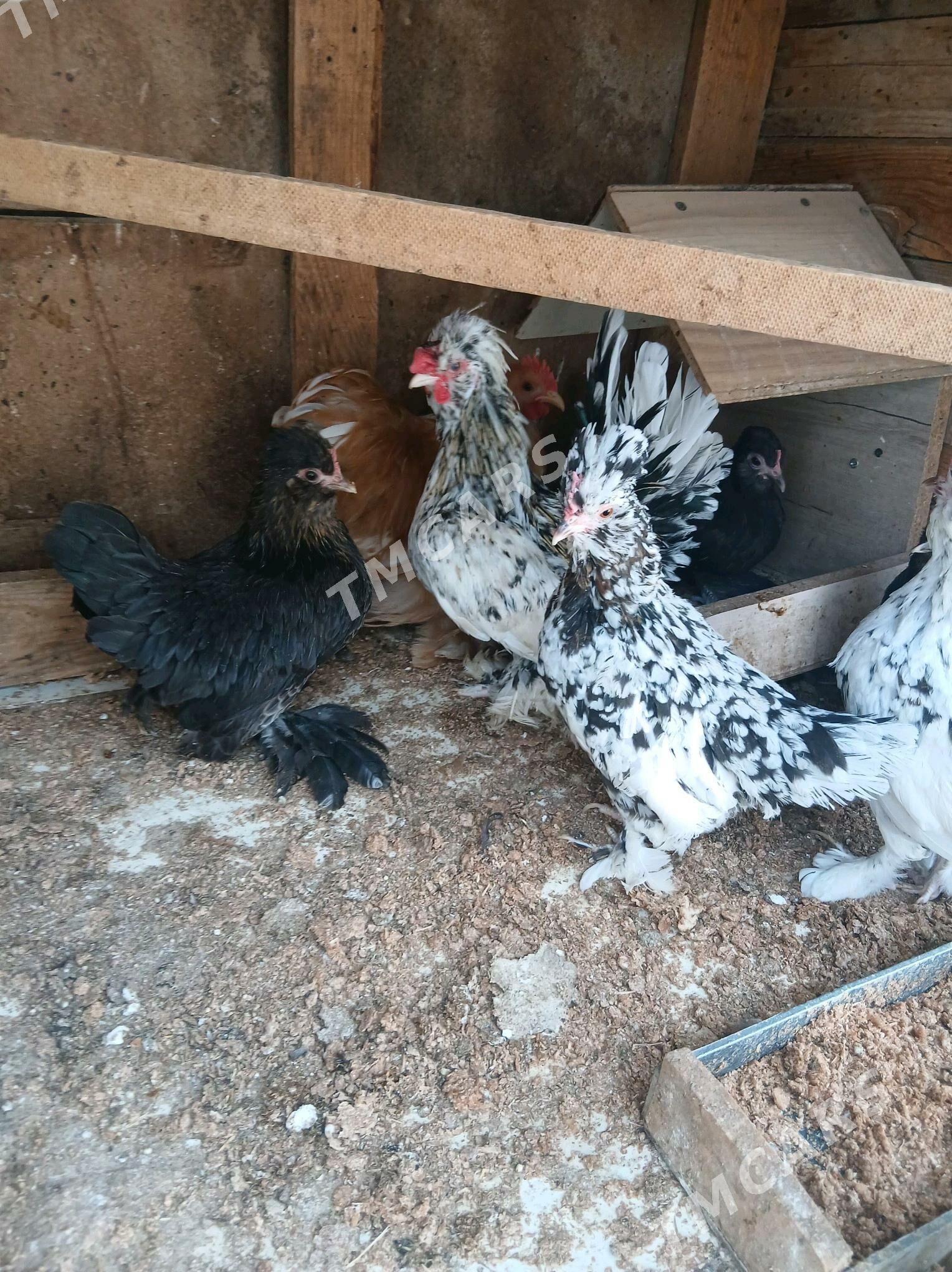 Karlik Tovuklar - Hitrowka - img 3
