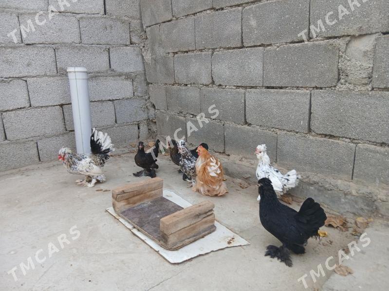 Karlik Tovuklar - Hitrowka - img 5