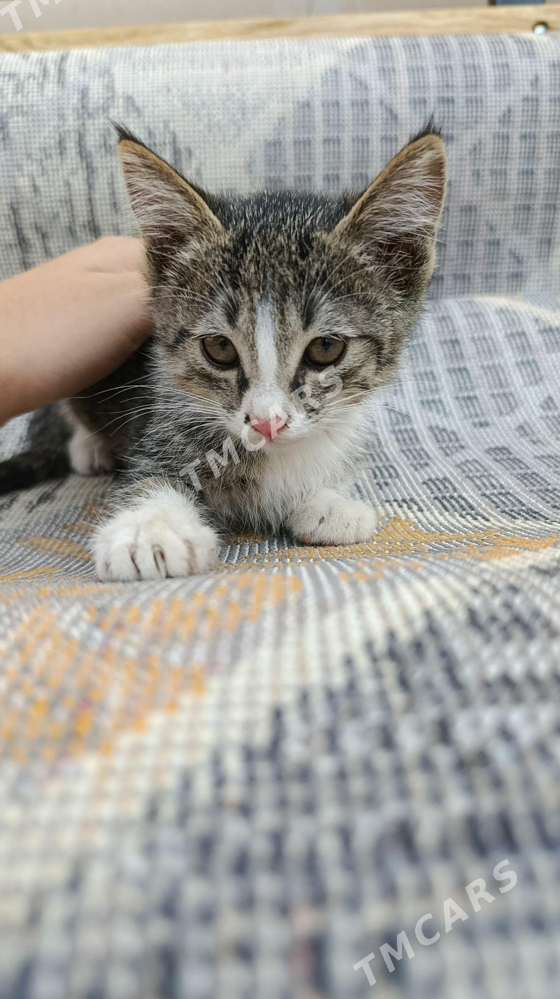 pishk котята - Дашогуз - img 2