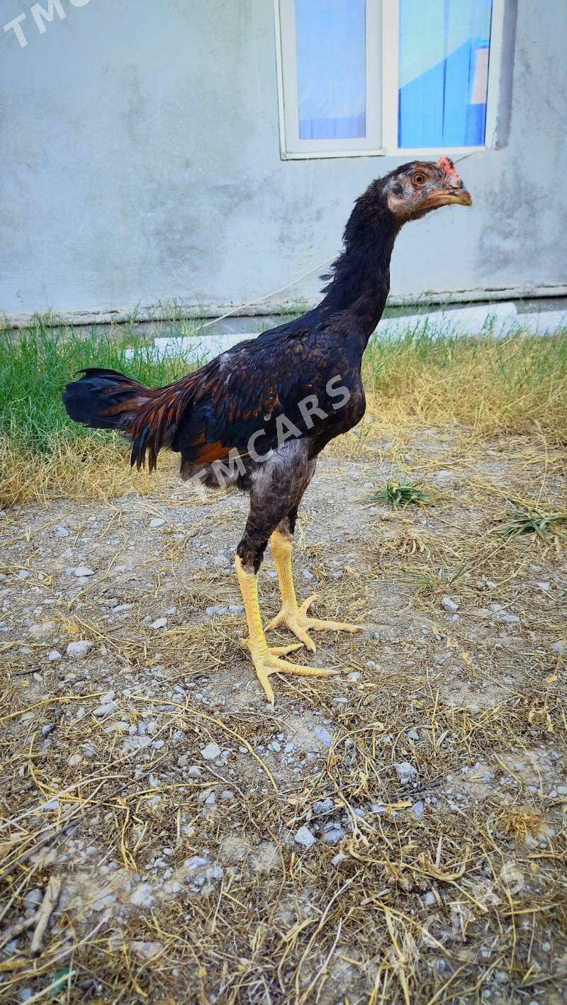 taşkent - Анев - img 3