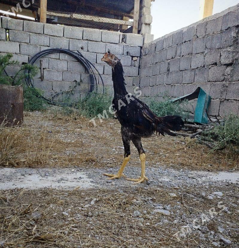 taşkent - Анев - img 4