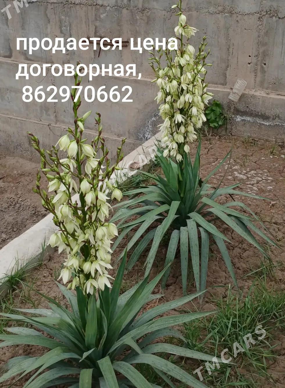 ворота - Туркменабат - img 3