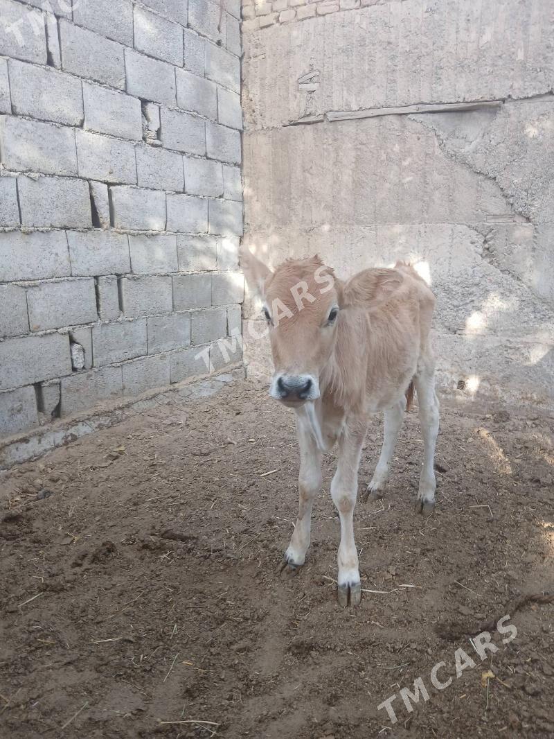 Göleli sygyr - Çoganly - img 2