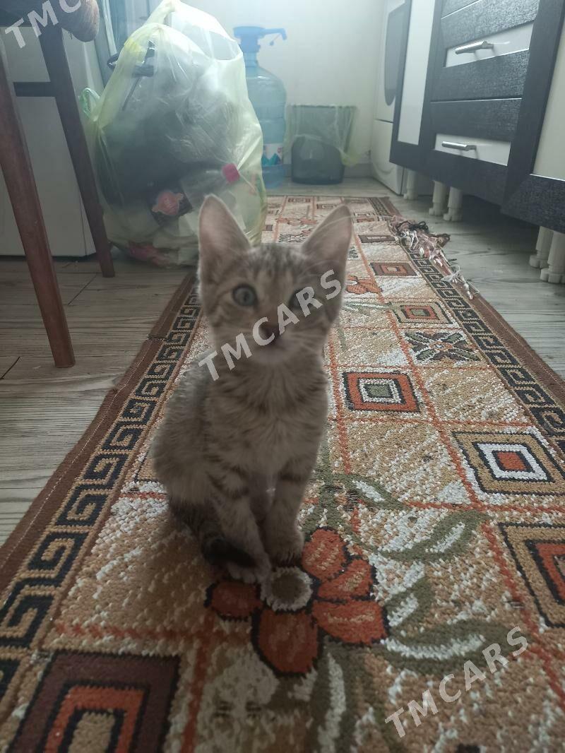 котёнок - Ашхабад - img 2
