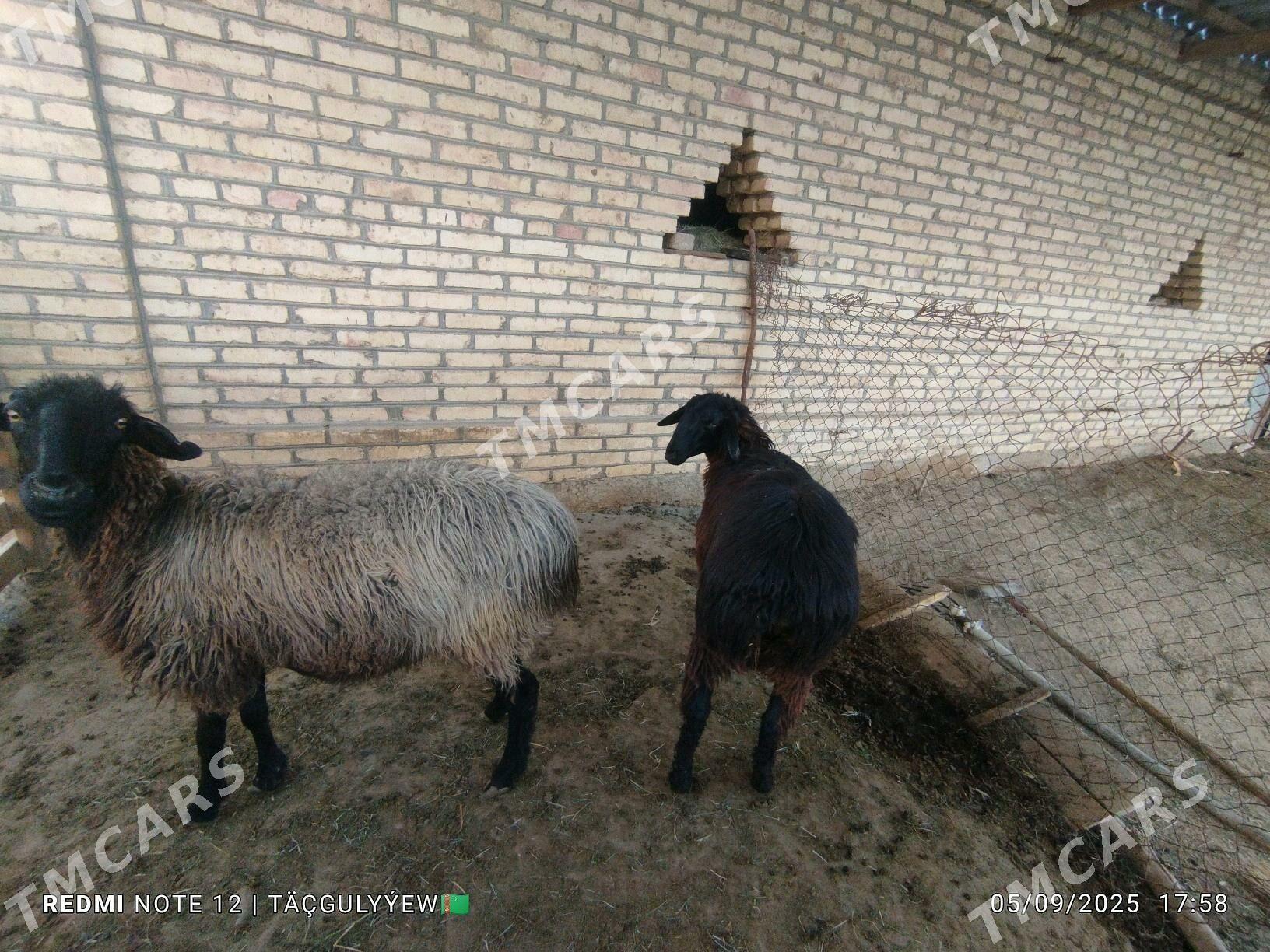 Goyun - Мары - img 4