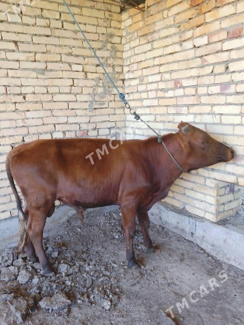 OKUZ BİLEN UNAJYN - Çärjew - img 3
