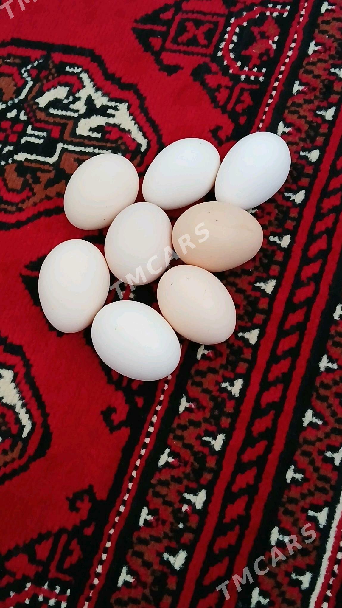 GUZLAYJY TOWUKLAR - Бузмеин - img 3