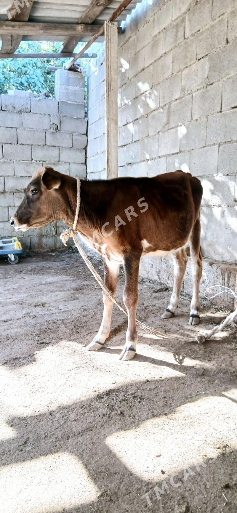 öküz - Aşgabat - img 2