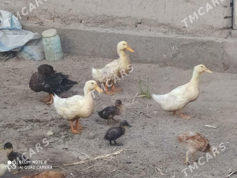 ordek - Daşoguz - img 3