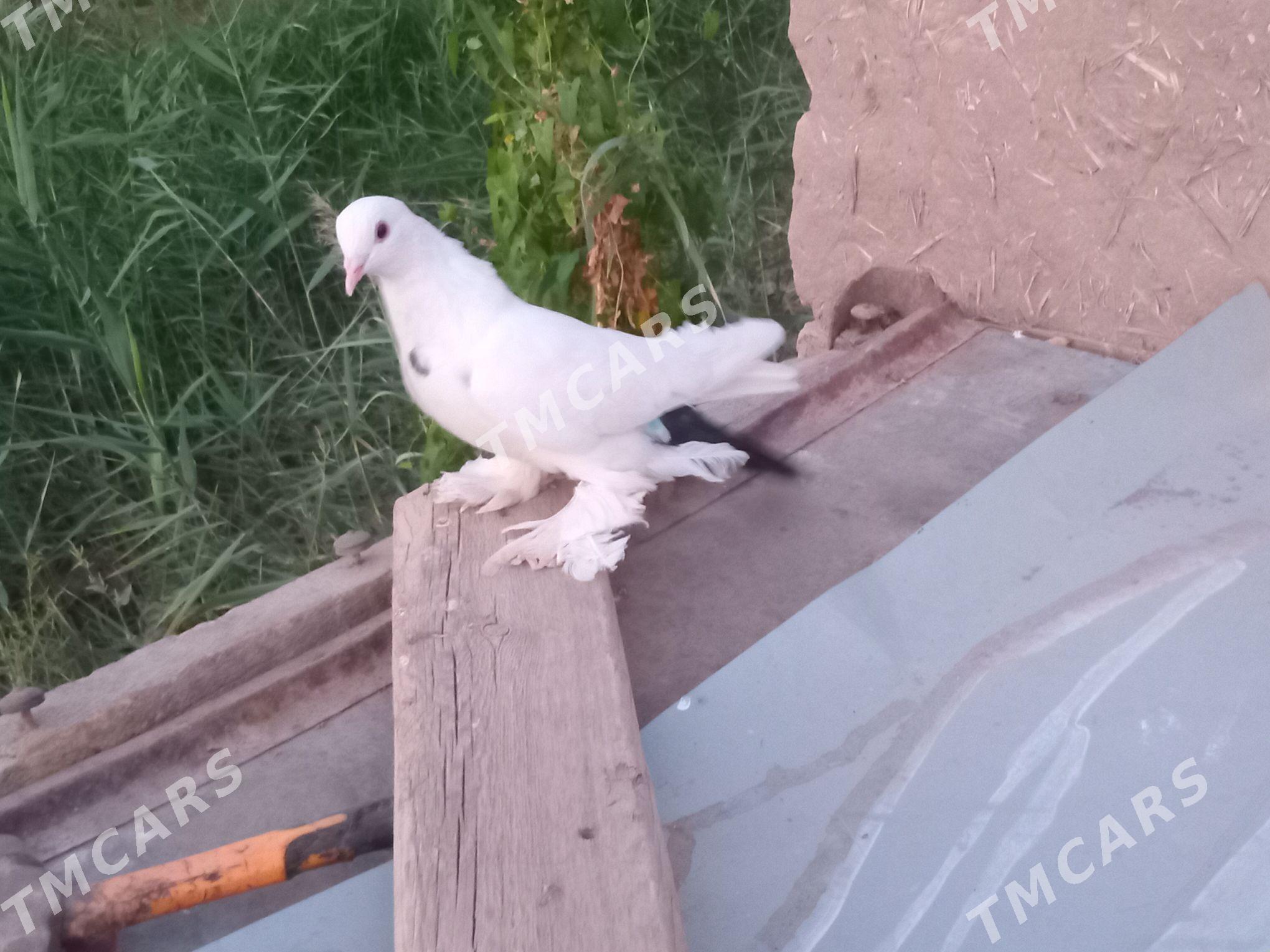 kepder - Türkmenabat - img 3
