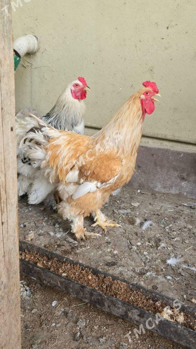 brama horaz - Çoganly - img 2