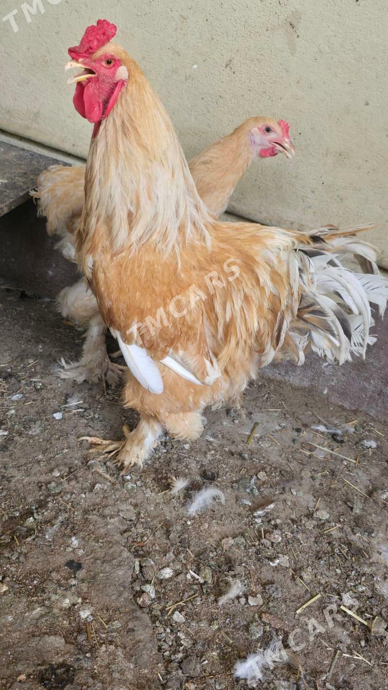 brama horaz - Çoganly - img 3