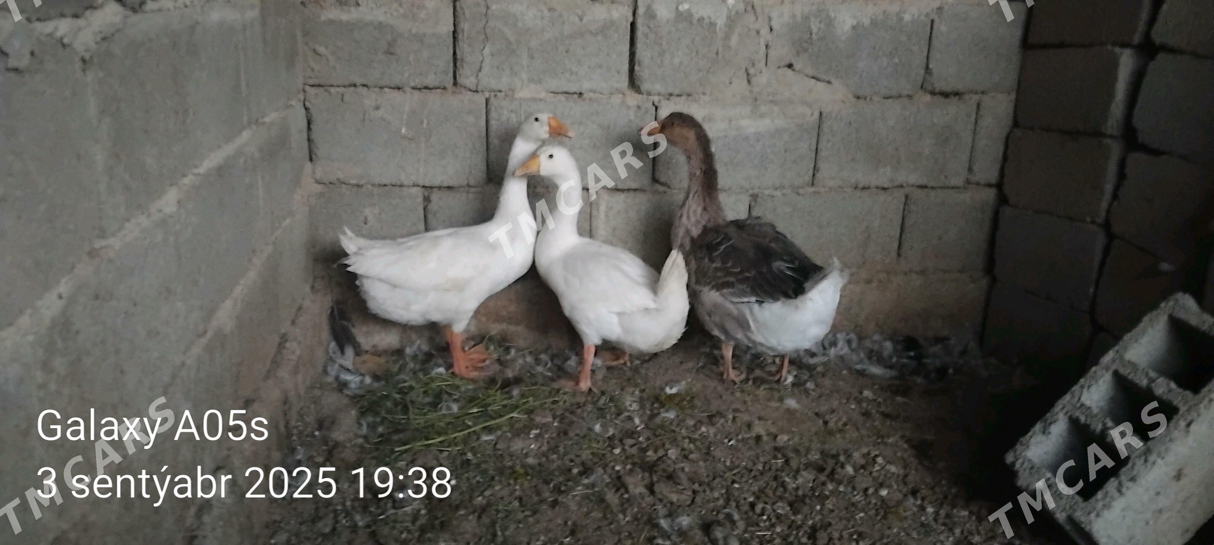 guva gaz gus - Gökdepe - img 2