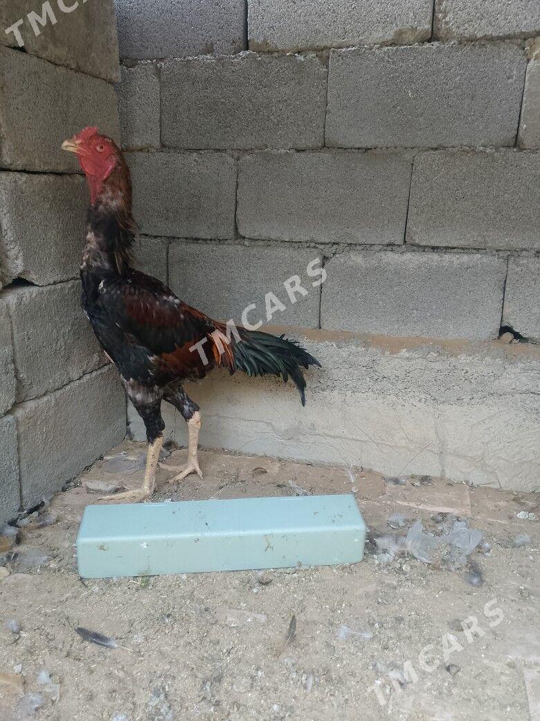 Taşkent horaz - Änew - img 2