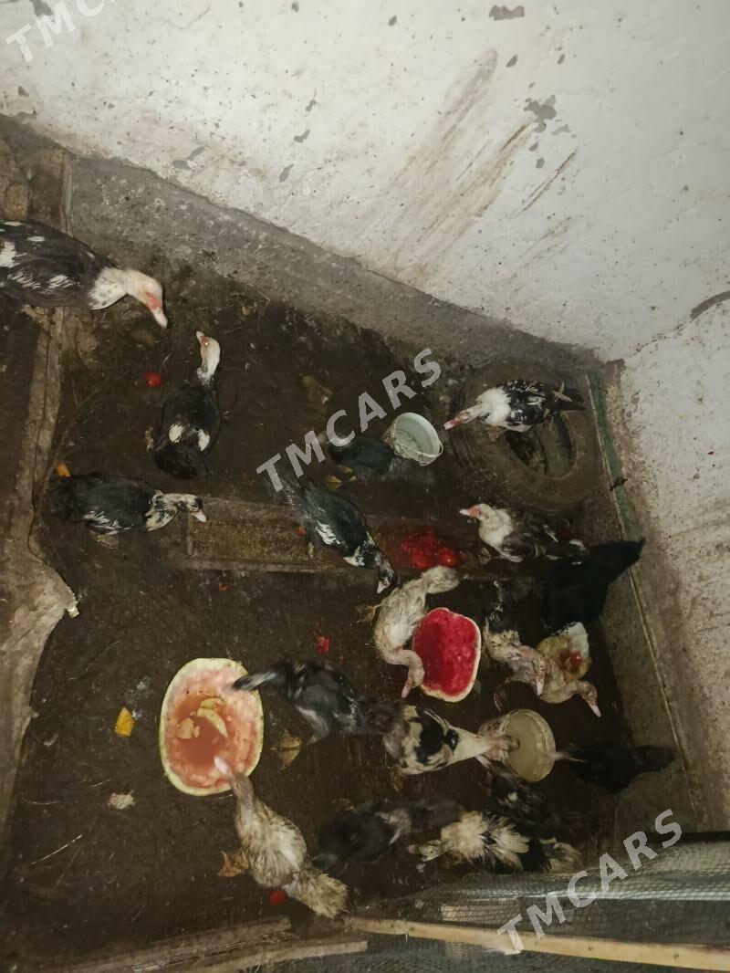 ordek - Çärjew - img 2