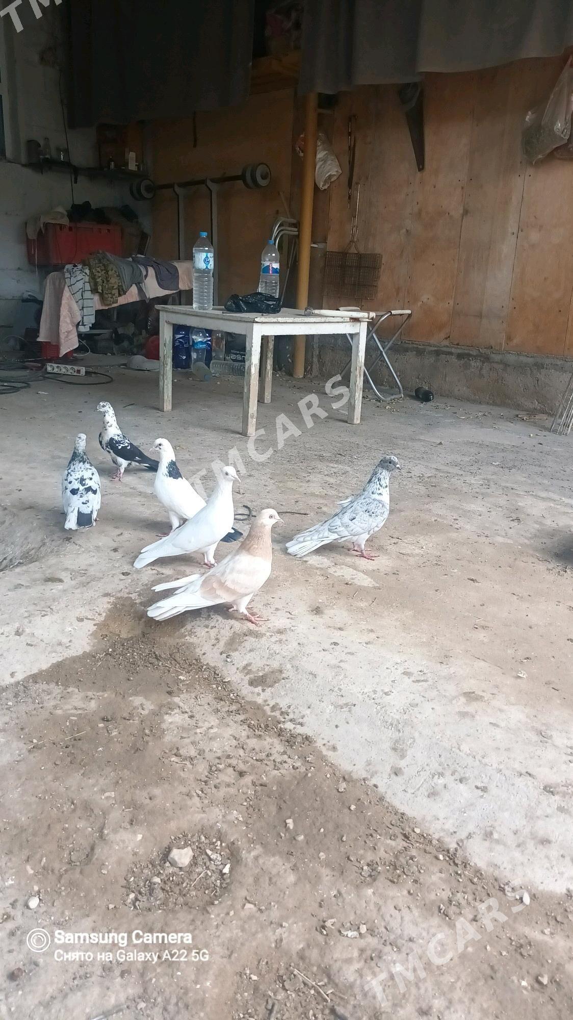 kepderi. - Balkanabat - img 2