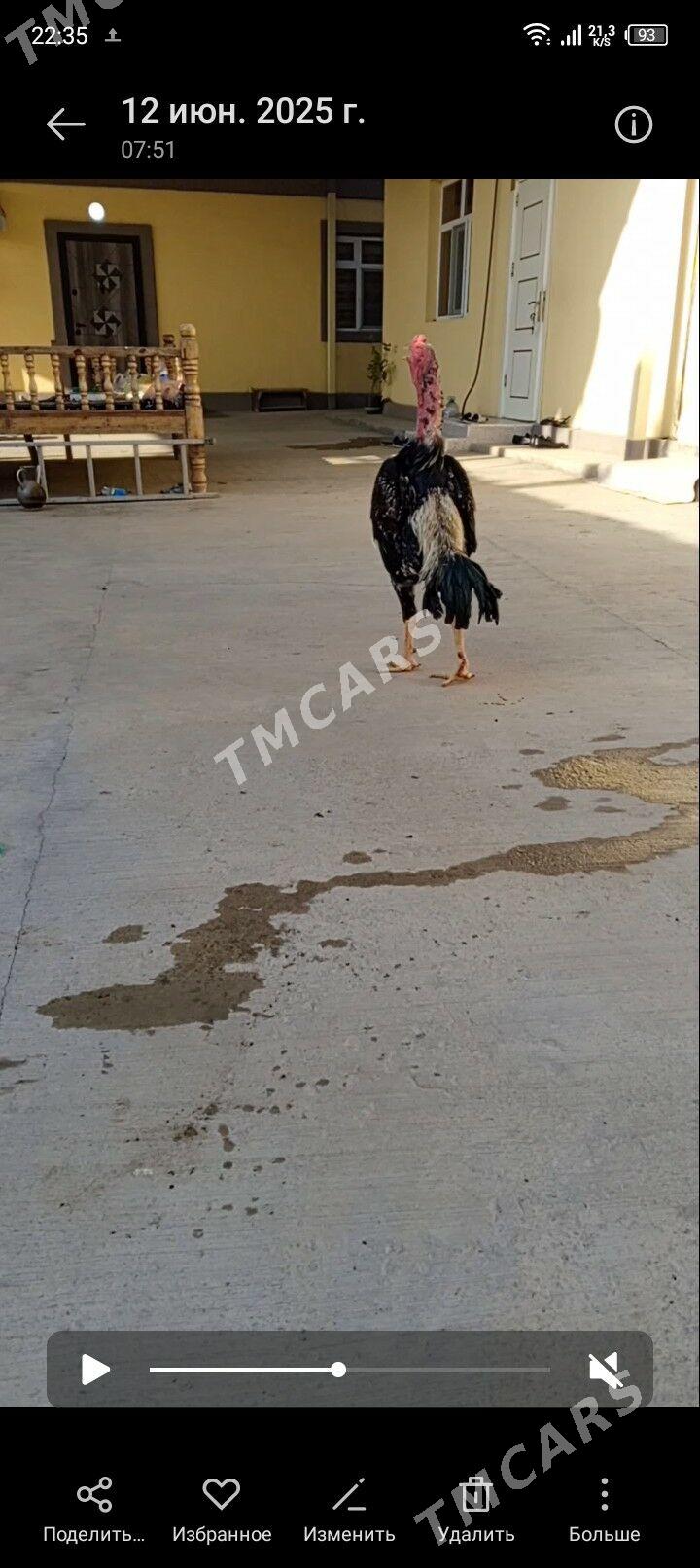 Özbek horaz - Aşgabat - img 2