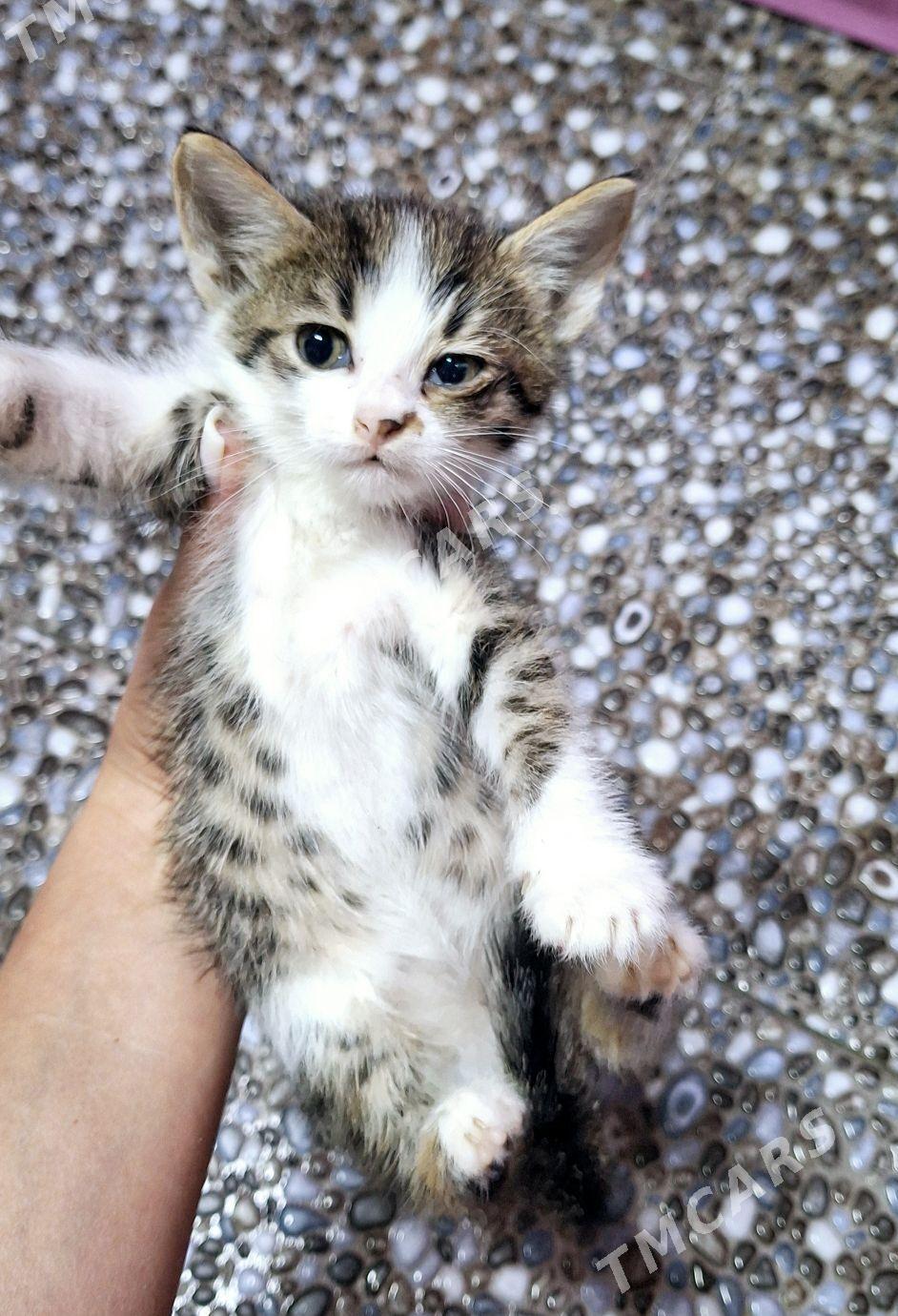 Отдам котят в добрые руки - Ашхабад - img 2