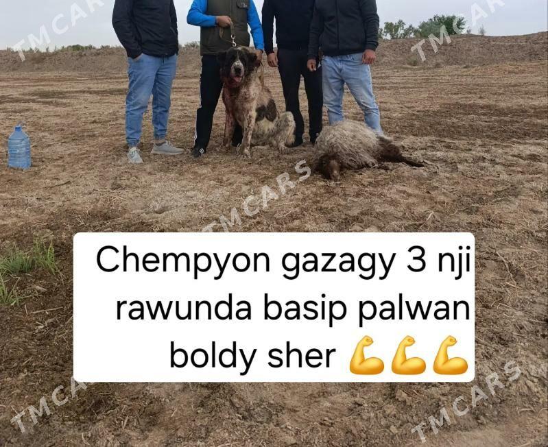 alabay - Daşoguz - img 2