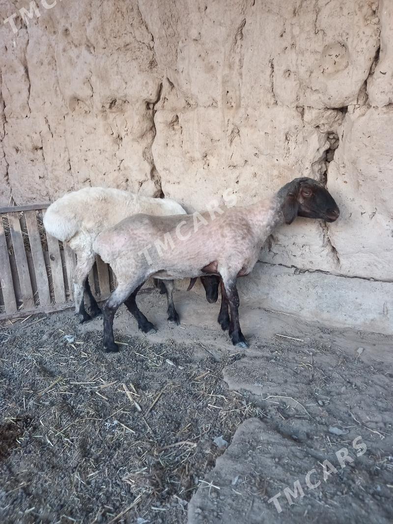 Baky guzylar - Boldumsaz - img 6