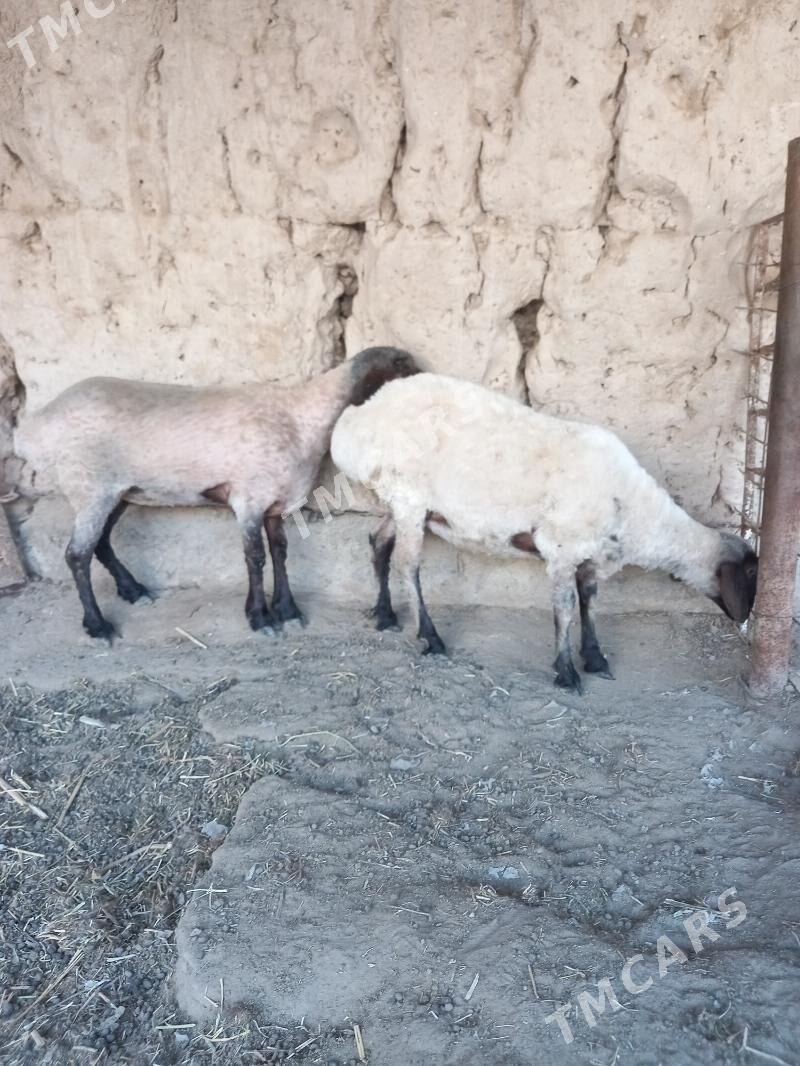 Baky guzylar - Boldumsaz - img 2