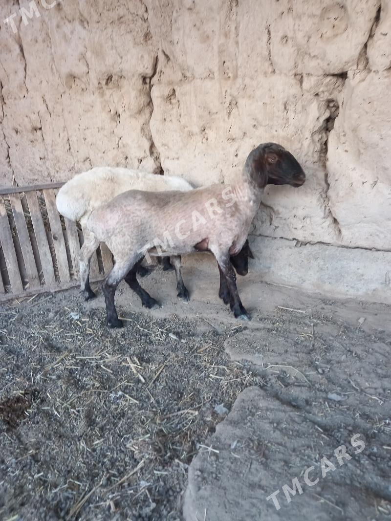Baky guzylar - Boldumsaz - img 5