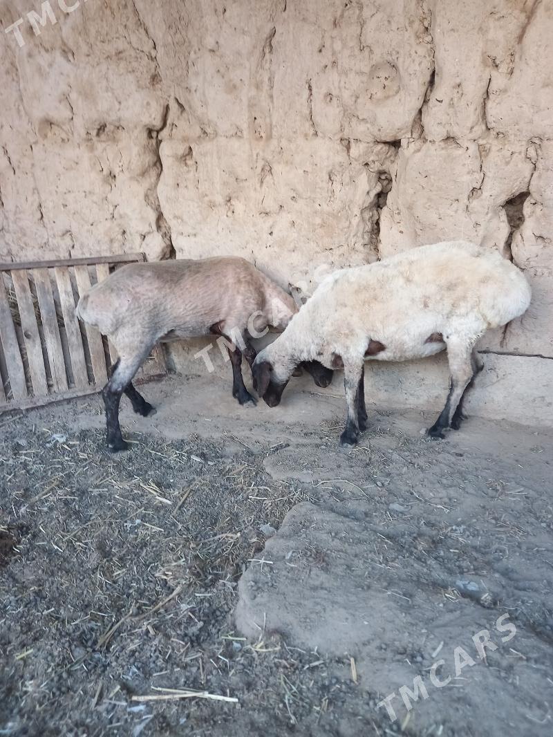 Baky guzylar - Boldumsaz - img 3