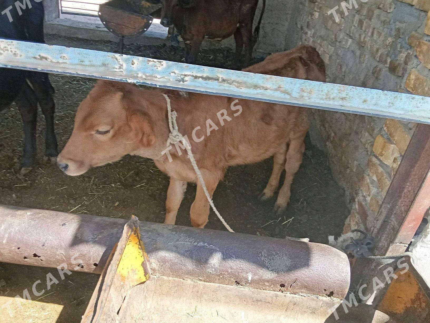 Gulajyn gole - Mary - img 2