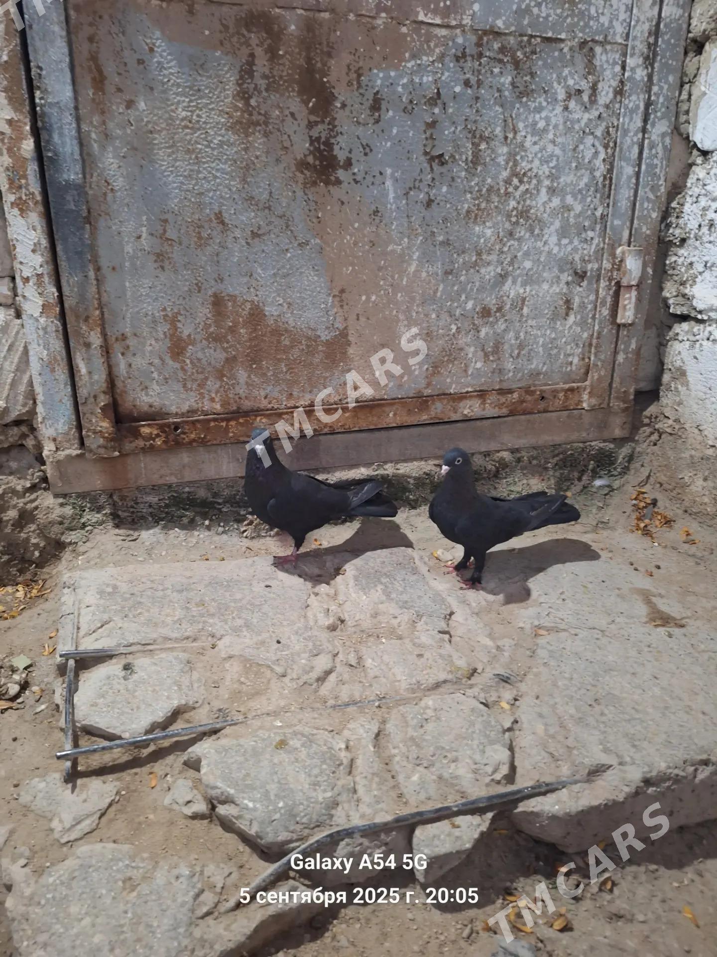 kepderi - Balkanabat - img 2
