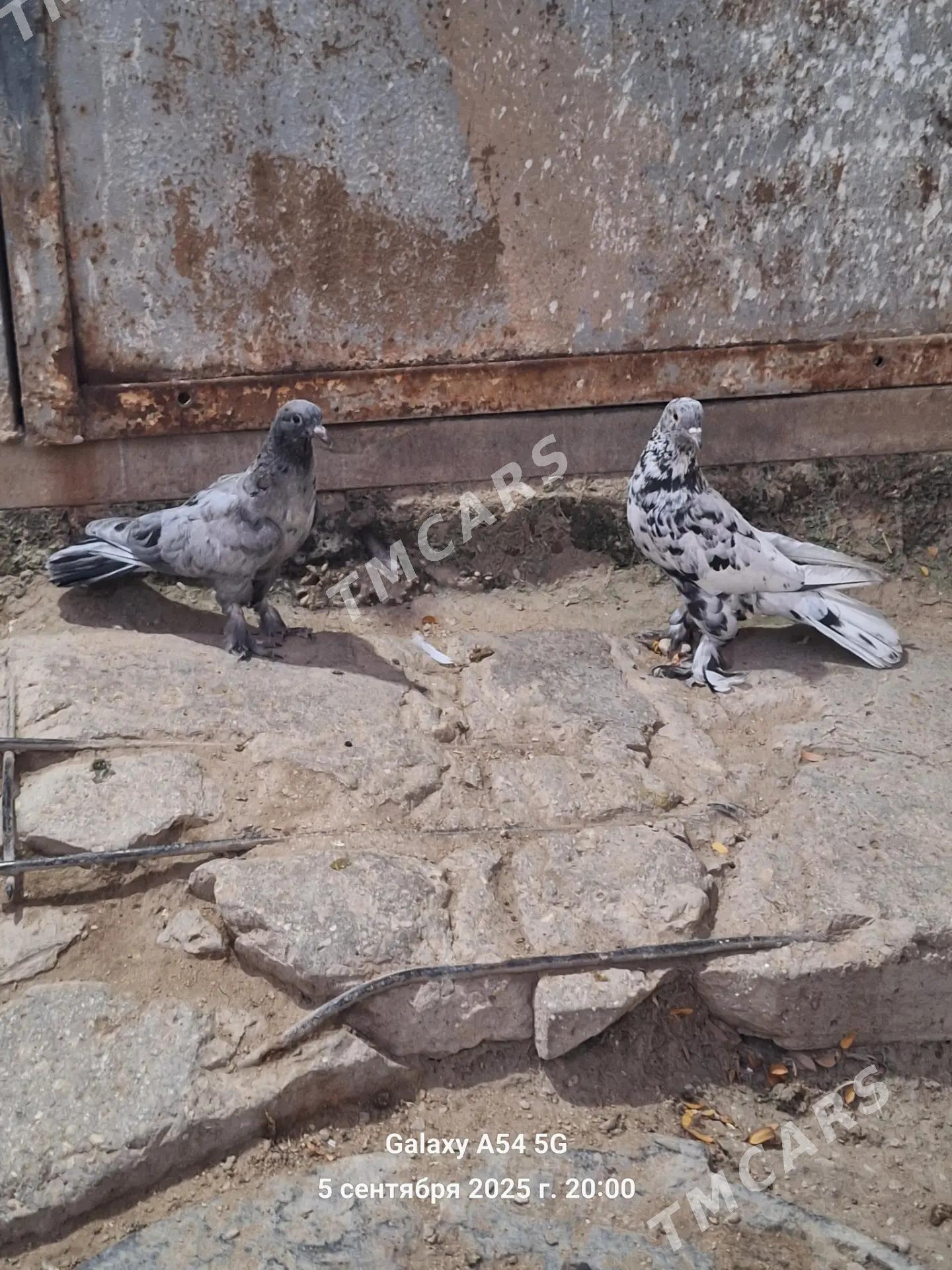 kepderi - Balkanabat - img 2