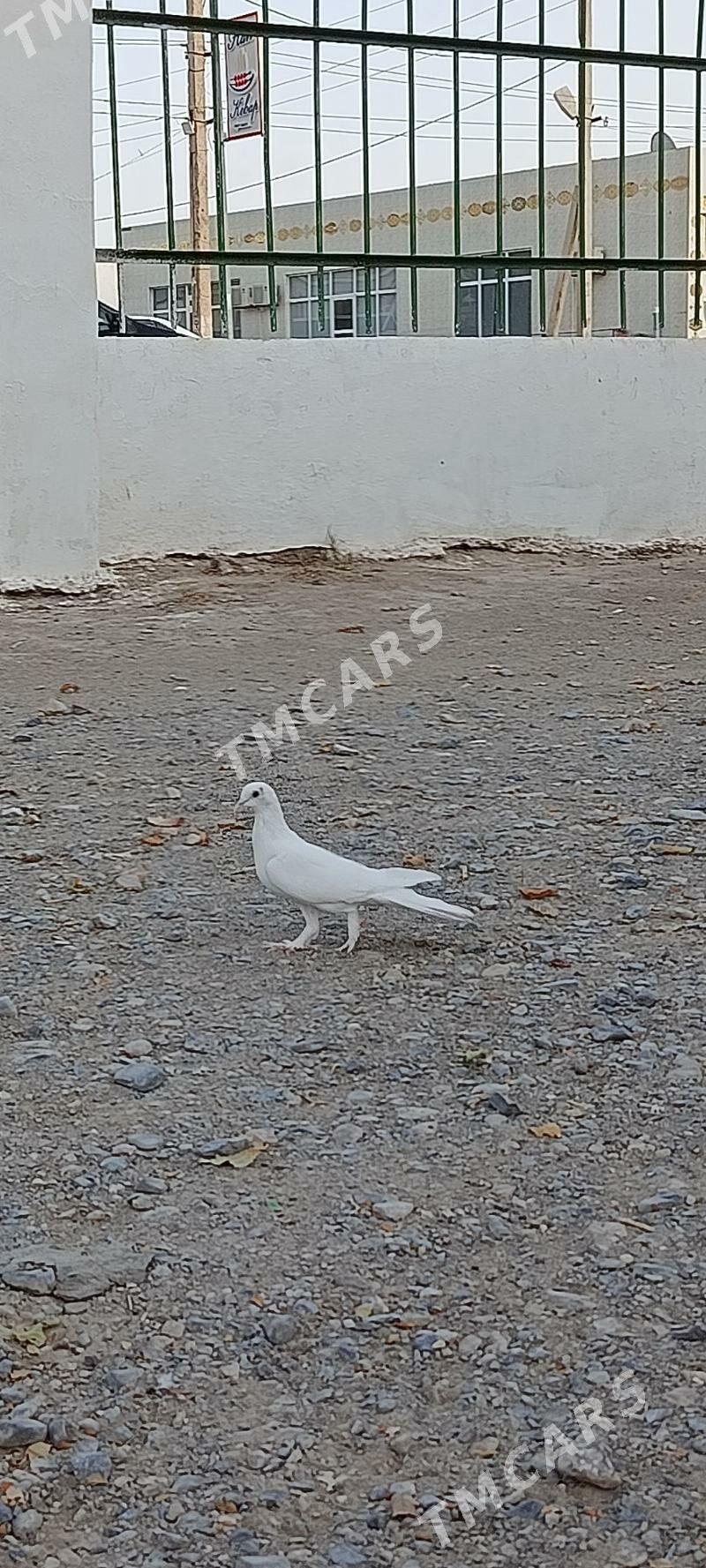 guslar - Gyzylarbat - img 3