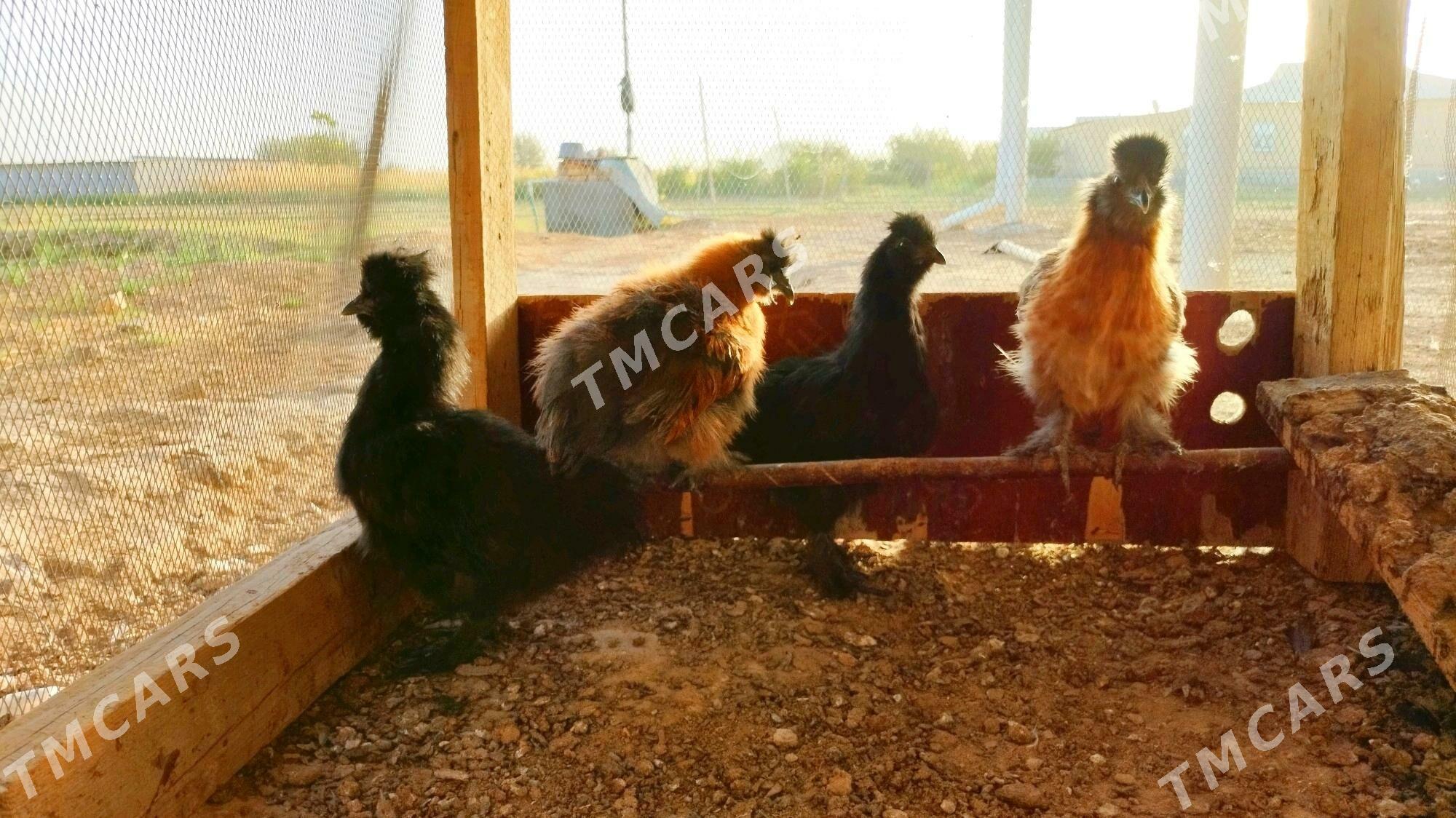 Karlık towşantüý troýka towuk - Ёлётен - img 3