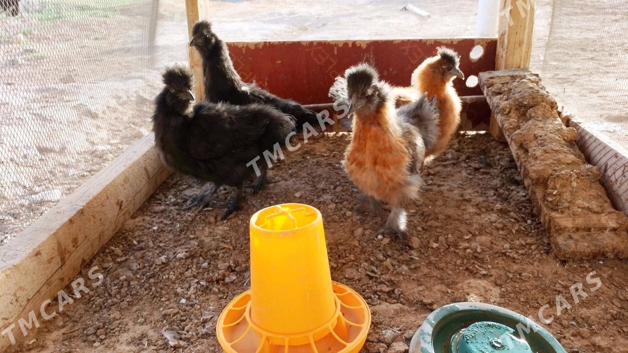 Karlık towşantüý troýka towuk - Ёлётен - img 8