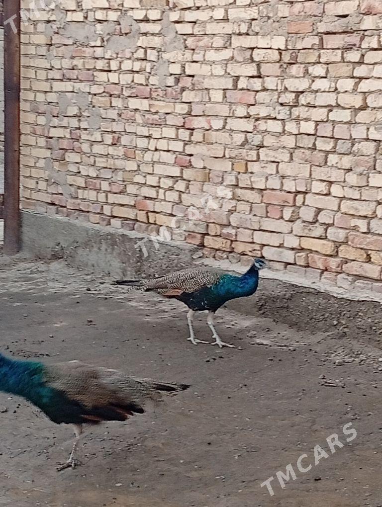 Tavus - Дянев - img 3