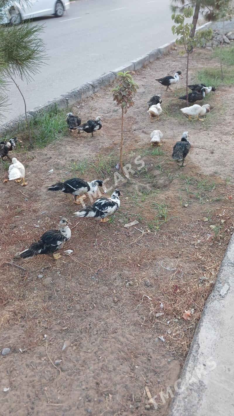 indautka ordek - Aşgabat - img 2