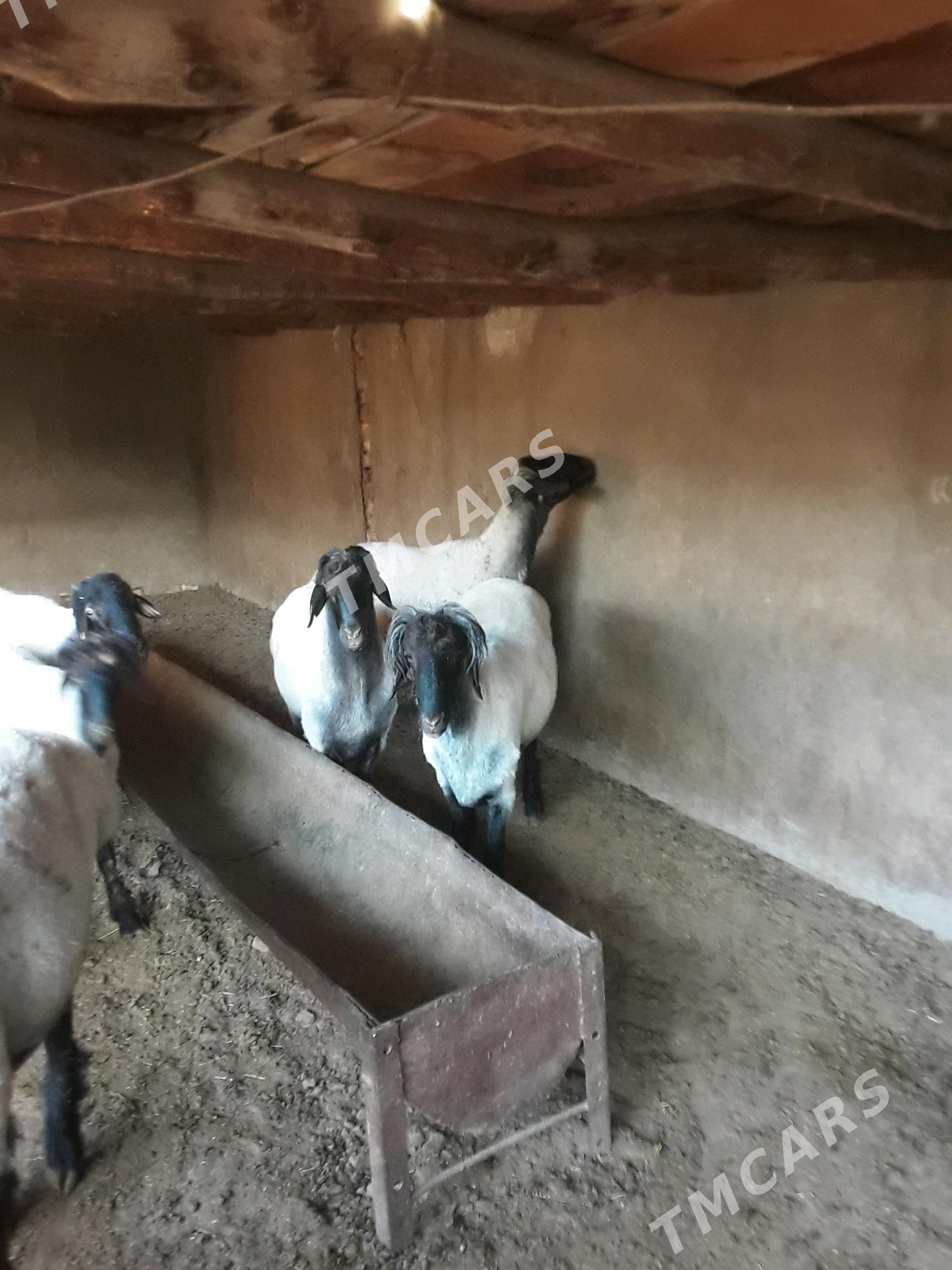 Goç - Şatlyk - img 2