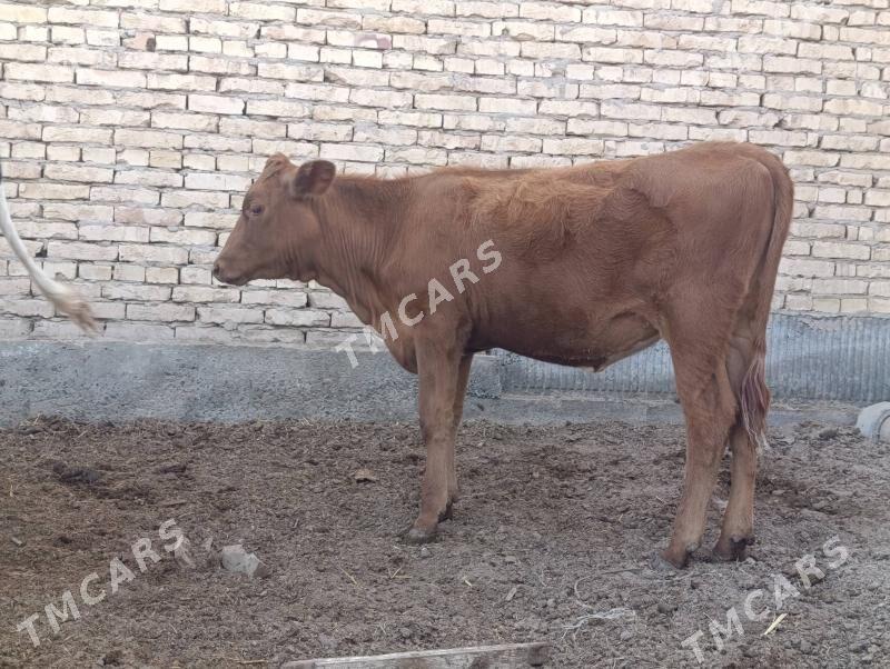 krasny stipnoy gole arasssa - Türkmenabat - img 3