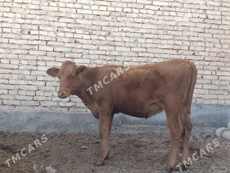 krasny stipnoy gole arasssa - Türkmenabat - img 5