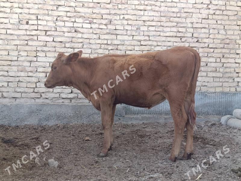 krasny stipnoy gole arasssa - Türkmenabat - img 2