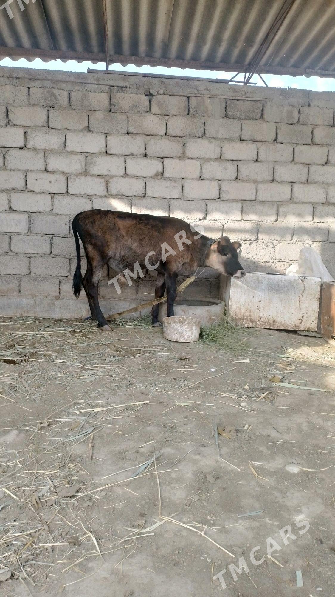 öküzçe - Яшлык - img 4