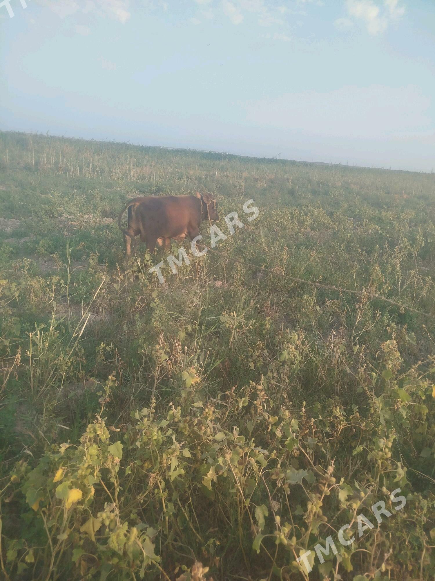 Meŷdan òkiz - Ak bugdaý etraby - img 5