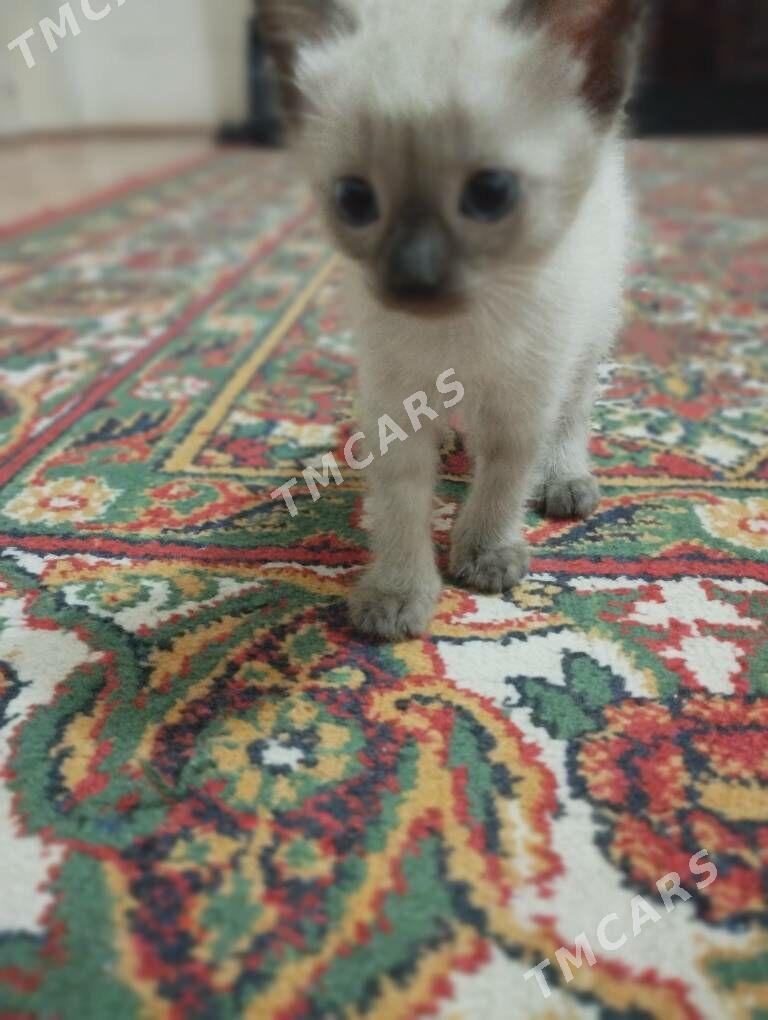 Сиамские котята - Daşoguz - img 4